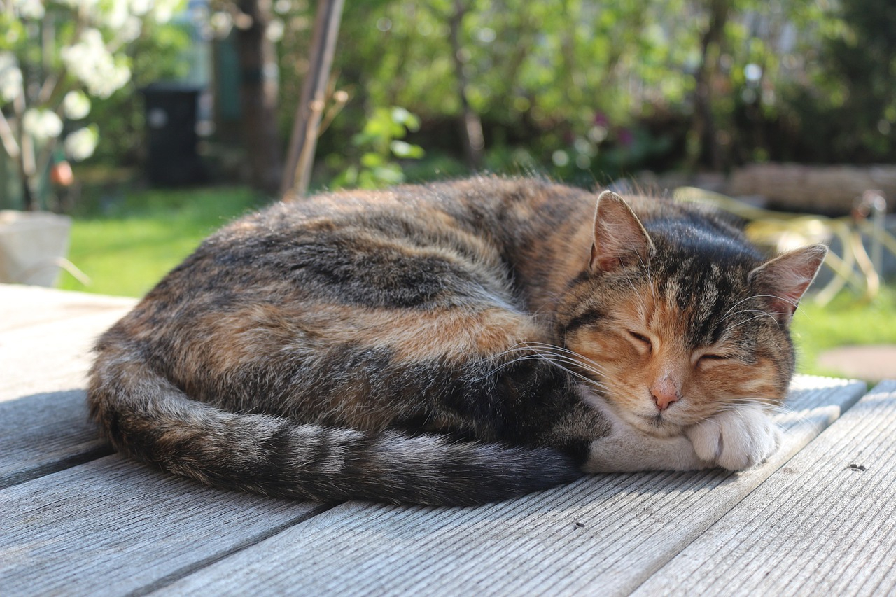 13 Cat Sleeping Positions Explained (With Pictures)