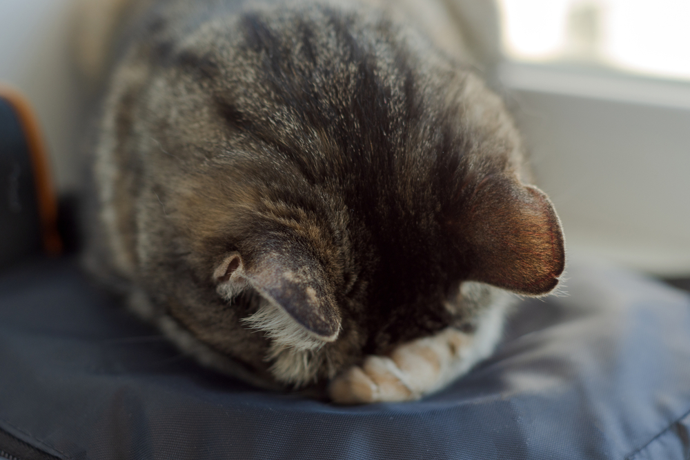 Why Does My Cat Sleep Face Down? Vet-Verified Behavior Explanation