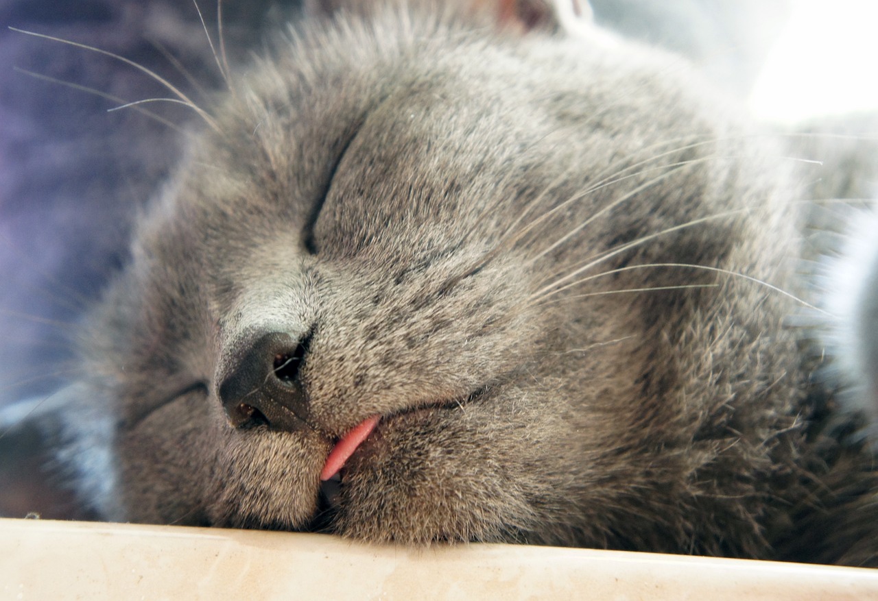 cat sleeping with tongue out