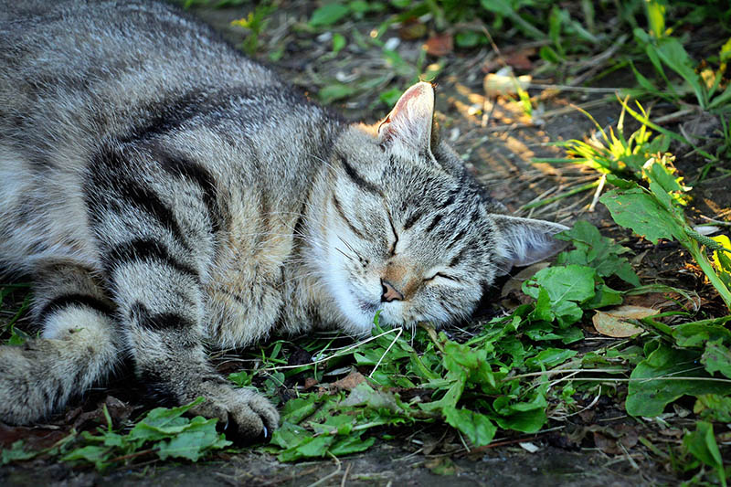 Does Catnip Calm Cats? Vet Approved Facts, How It Works & FAQ