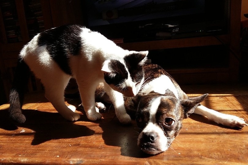 Why Do Cats Lick Dogs? 4 Vet-Reviewed Reasons