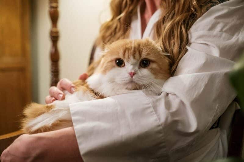 National Cat Day 2026: Everything You Need to Know