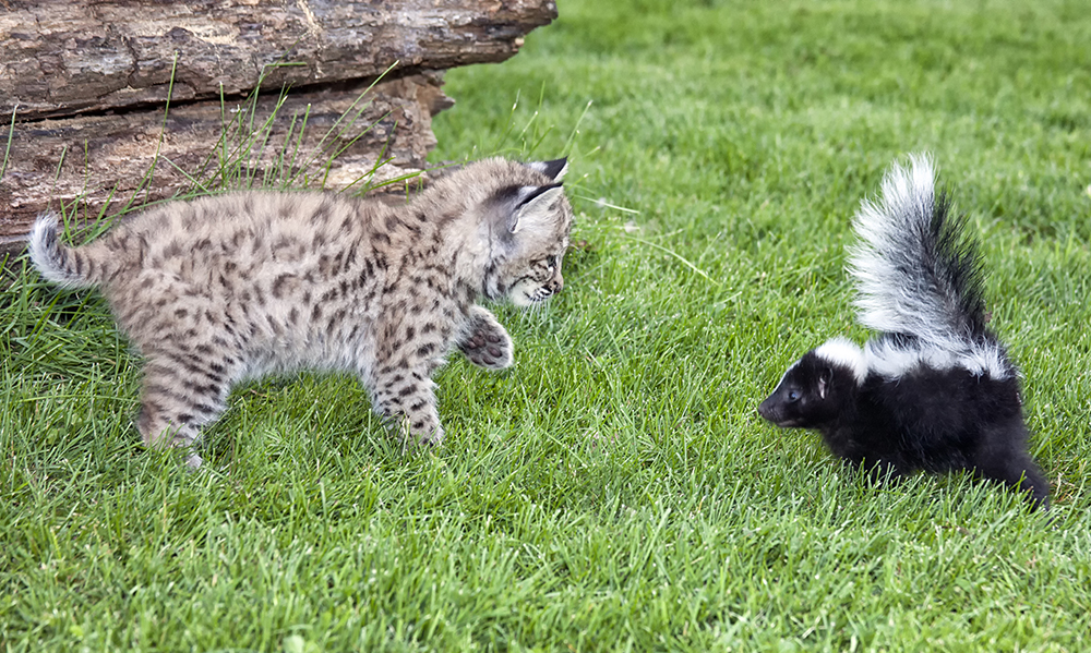 How to Get Skunk Smell Off Your Cat: 3 Easy Methods