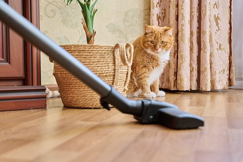 Why Are Cats Scared of Vacuums? 5 Vet-Reviewed Reasons & Desensitization Tips