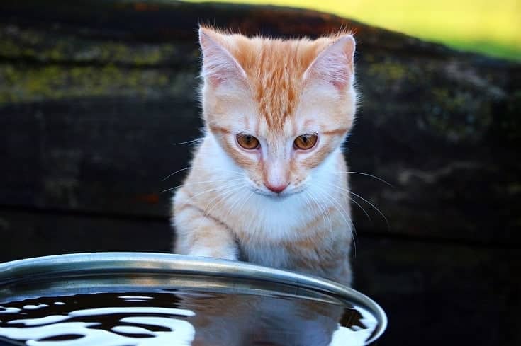 Why Are Cats Afraid of Water? Vet-Reviewed Facts & Useful Tips