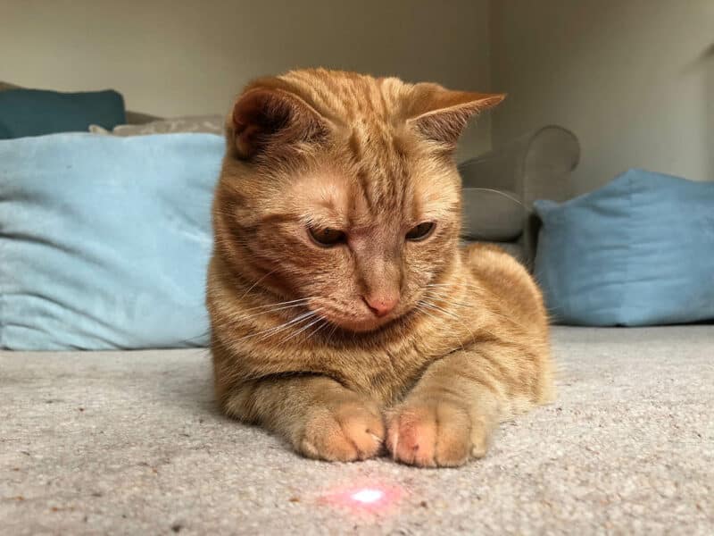 Why Do Cats Like Laser Pointers? Our Vet Explains Feline Instincts & Safety Tips