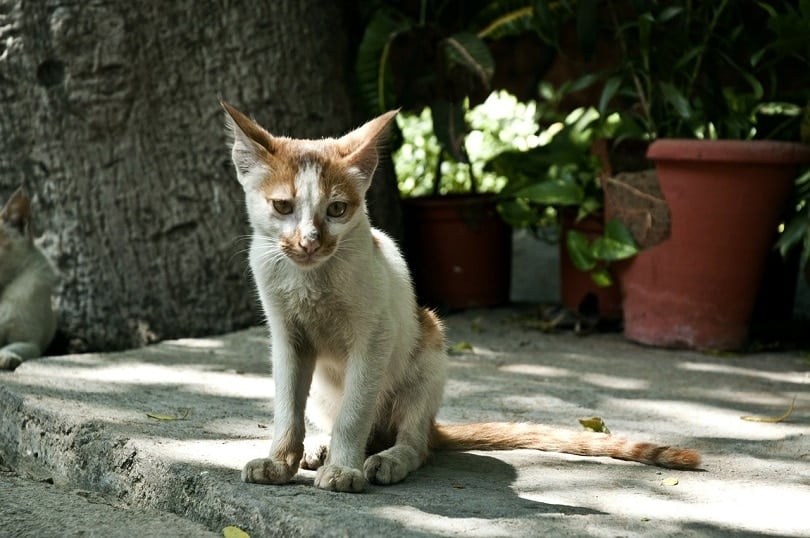 Why Is My Cat Losing Weight? 10 Possible Reasons (Vet Answer)