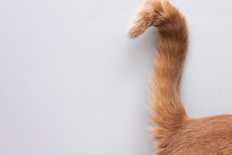 My Cat Has a Limp Tail, What's Wrong? 5 Vet-Reviewed Possible Issues