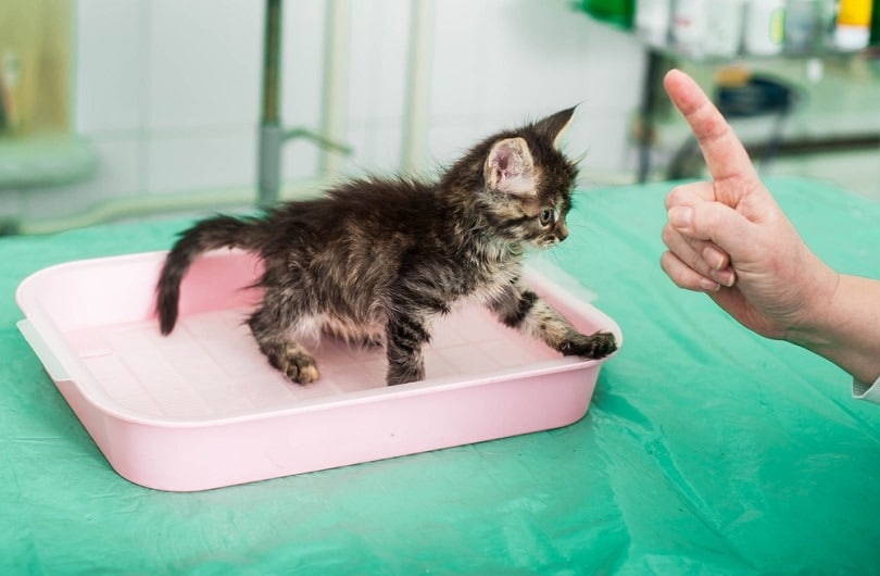 How to Potty Train a Kitten: Vet-Approved Tips & Tricks