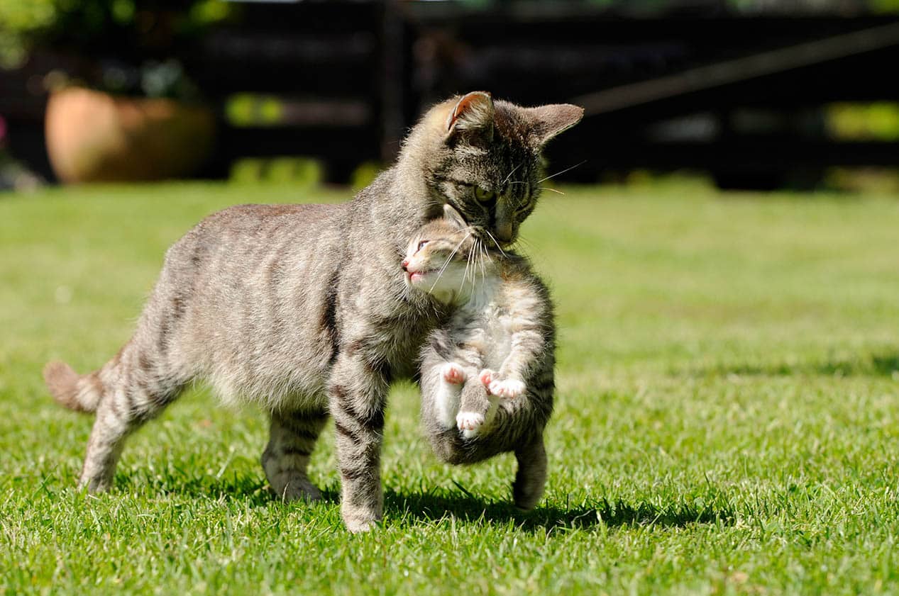 Why Do Cats Move Their Kittens? 3 Vet-Verified Reasons for This Behavior