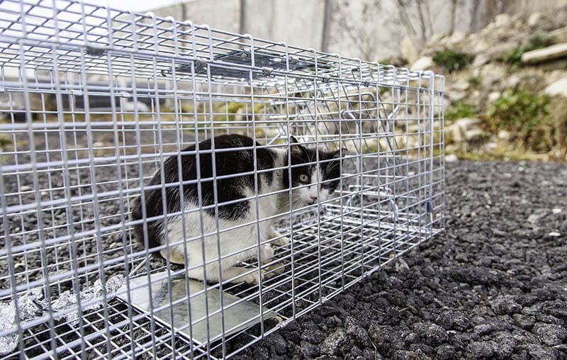 Can I Legally Trap Cats on My Property? Facts & FAQ