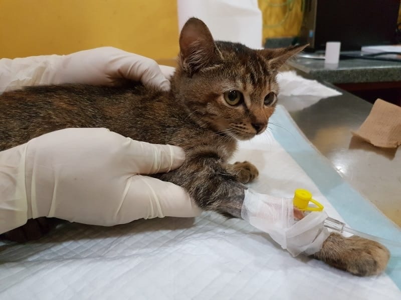 What’s the Cost of Chemotherapy for Cats? 2026 Price Overview (Vet-Verified)