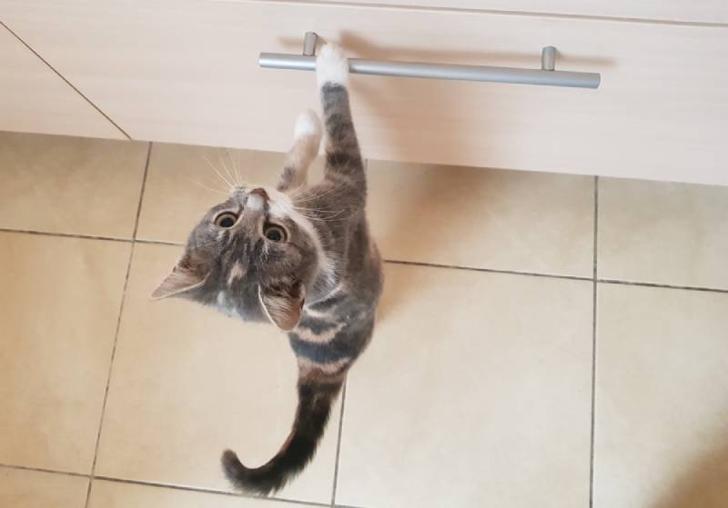 Why Does My Cat Open Drawers? 8 Vet-Reviewed Tips to Stop Them