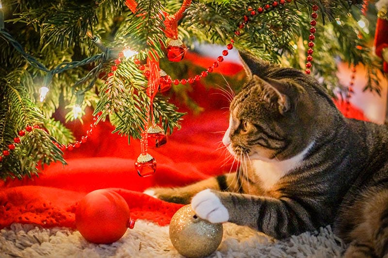 10 Vet-Approved Tips for Keeping Your Cat Safe Over the Holidays