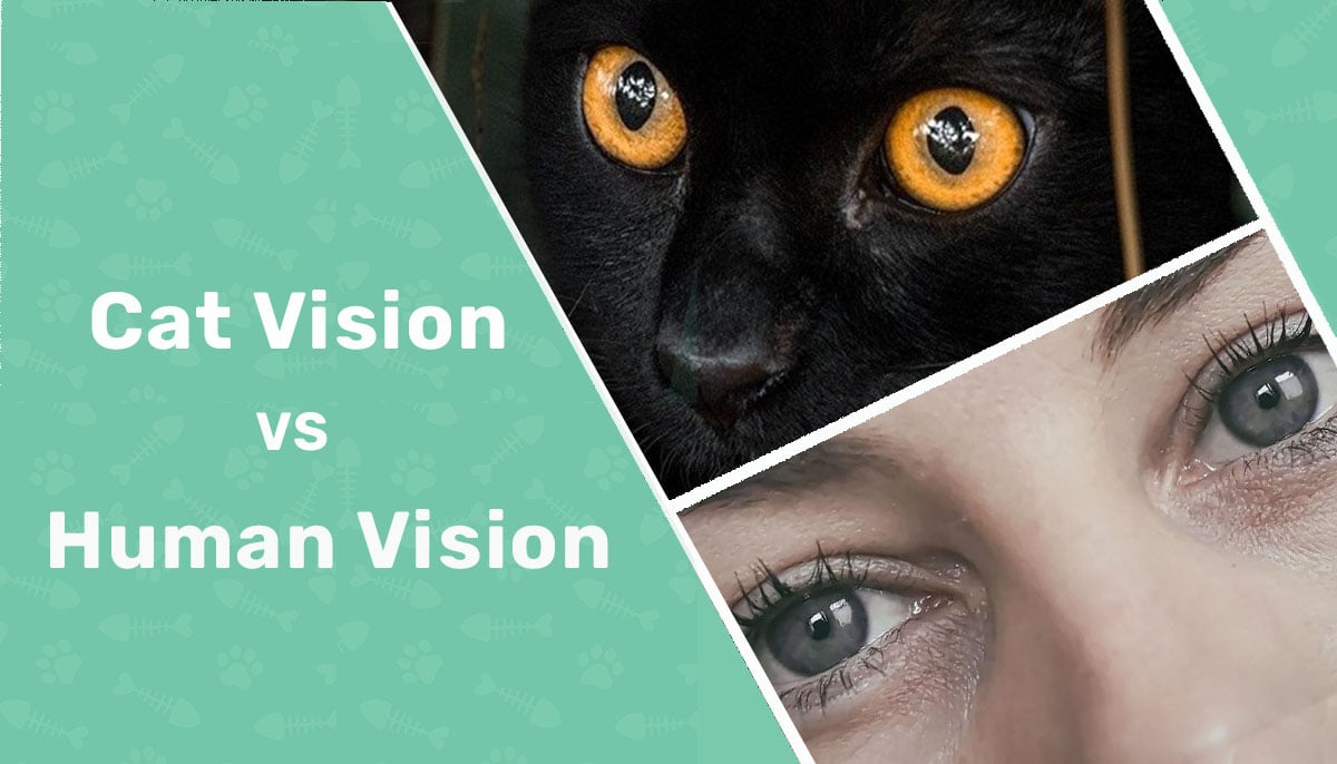 Cat Vision vs. Human Vision: Vet-Reviewed Differences (With Infographic)