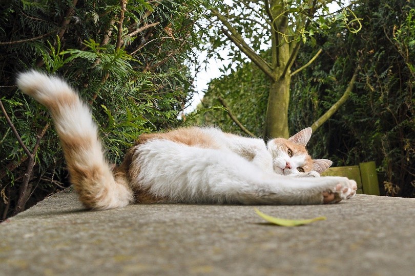 Why Do Cats Wag Their Tails? 7 Vet-Verified Reasons for the Behavior
