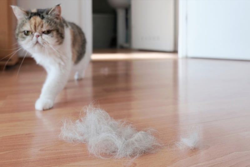 My Cat Is Pulling Hair Out Along Their Spine: 8 Causes & Treatments