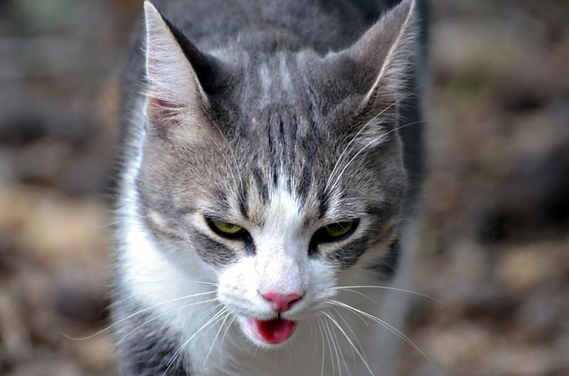 What Does It Mean When a Cat Is Panting? 7 Vet-Reviewed Reasons
