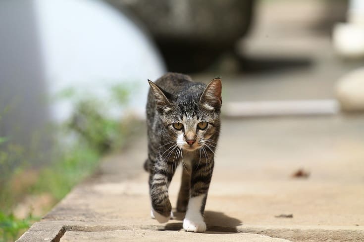 How Do Cats Walk? Our Vet Explains