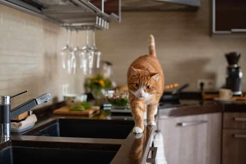 How to Get a Cat to Stop Jumping on Kitchen Counters (7 Proven Methods)