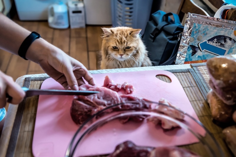 Could This 19th-Century Technology Save Raw Pet Food? How E-Beams Are Changing the Industry