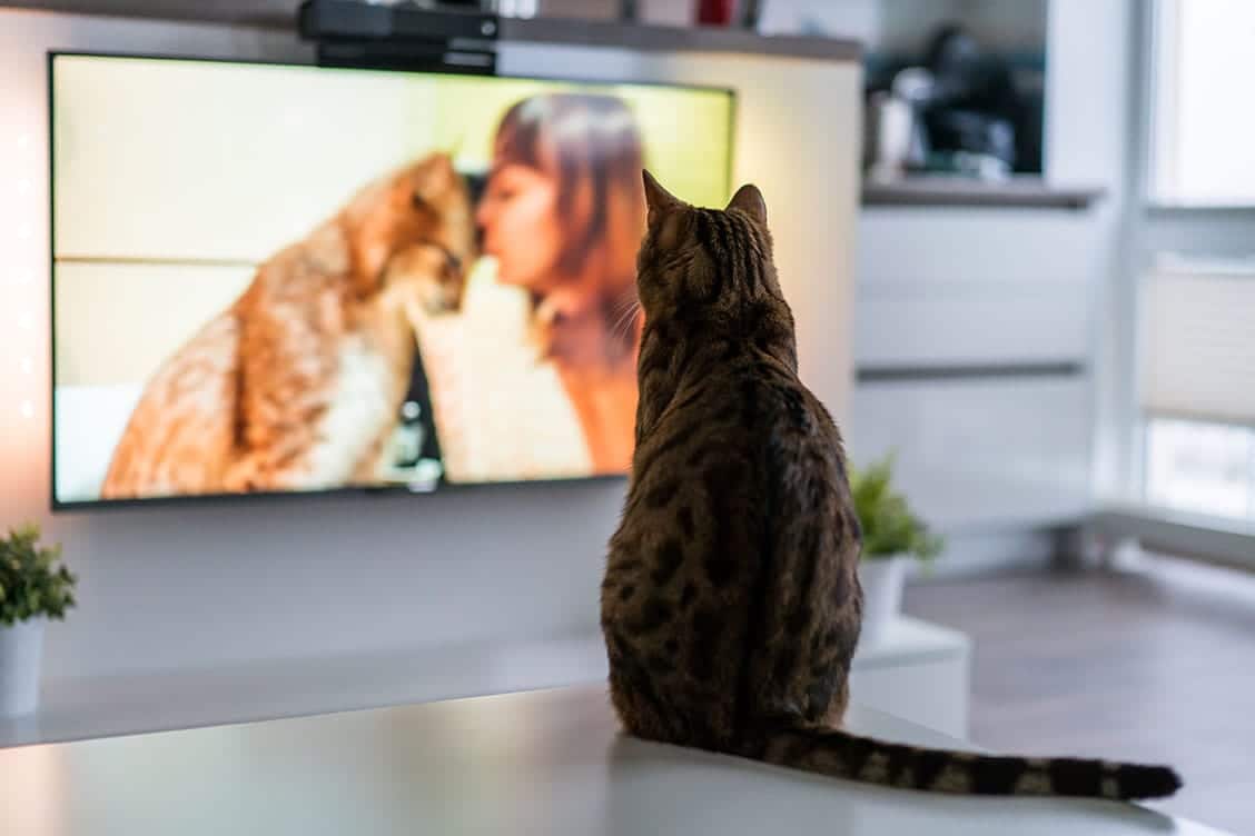 How to Cat Proof a TV: 9 Vet-Approved Tips & Tricks