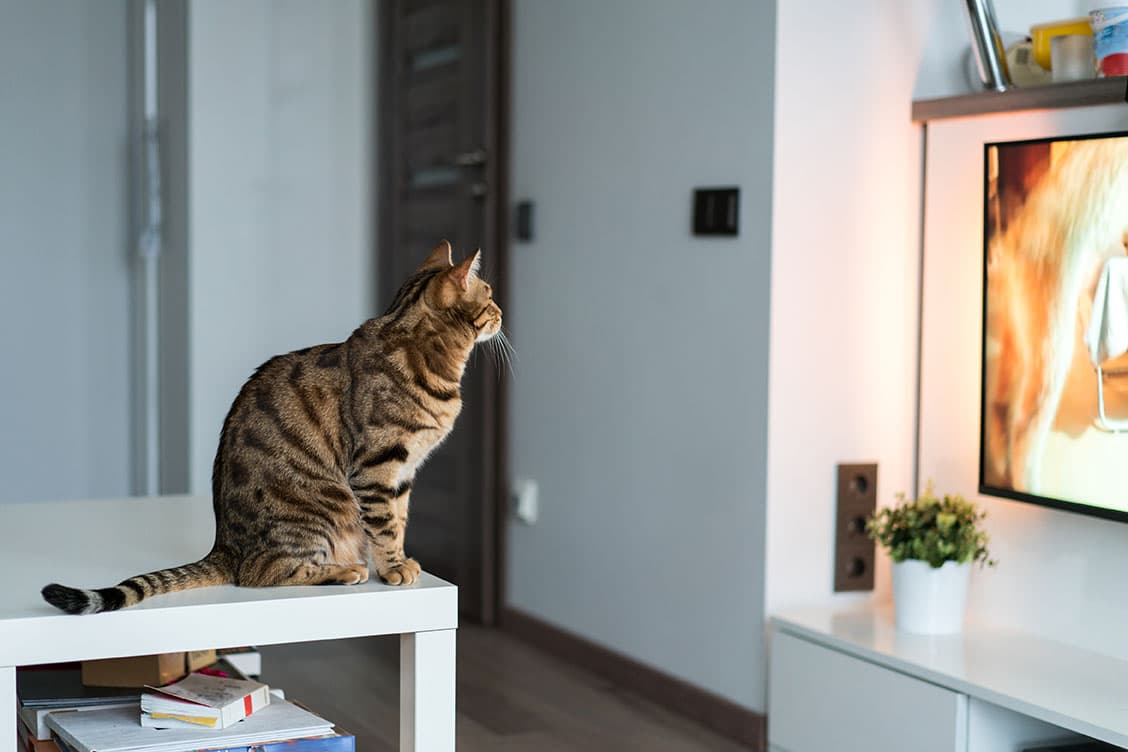 Can Cats See TV? Vet-Reviewed Facts & Feline Preferences