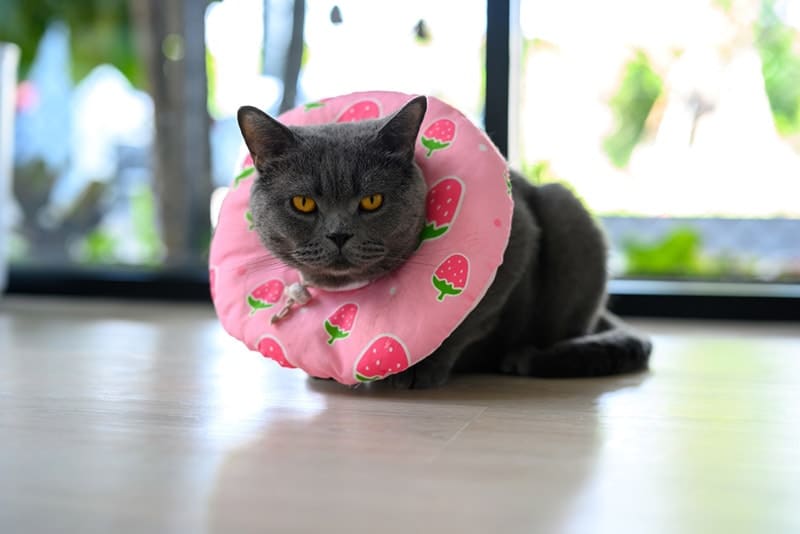 Are There Alternatives to E-Collars for Cats? Vet Approved Options