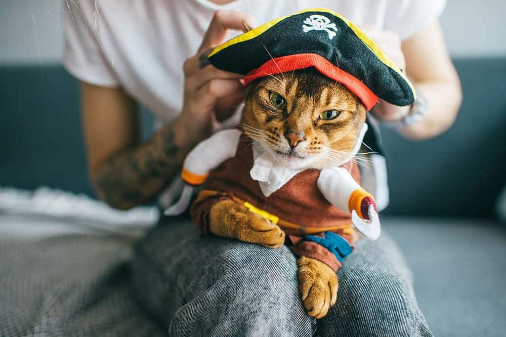 10 DIY Halloween Costumes for Cats You Can Create Today (with Pictures)