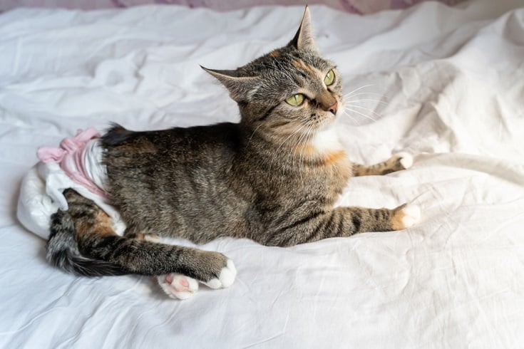 4 Amazing DIY Cat Diapers You Can Create at Home (With Pictures)