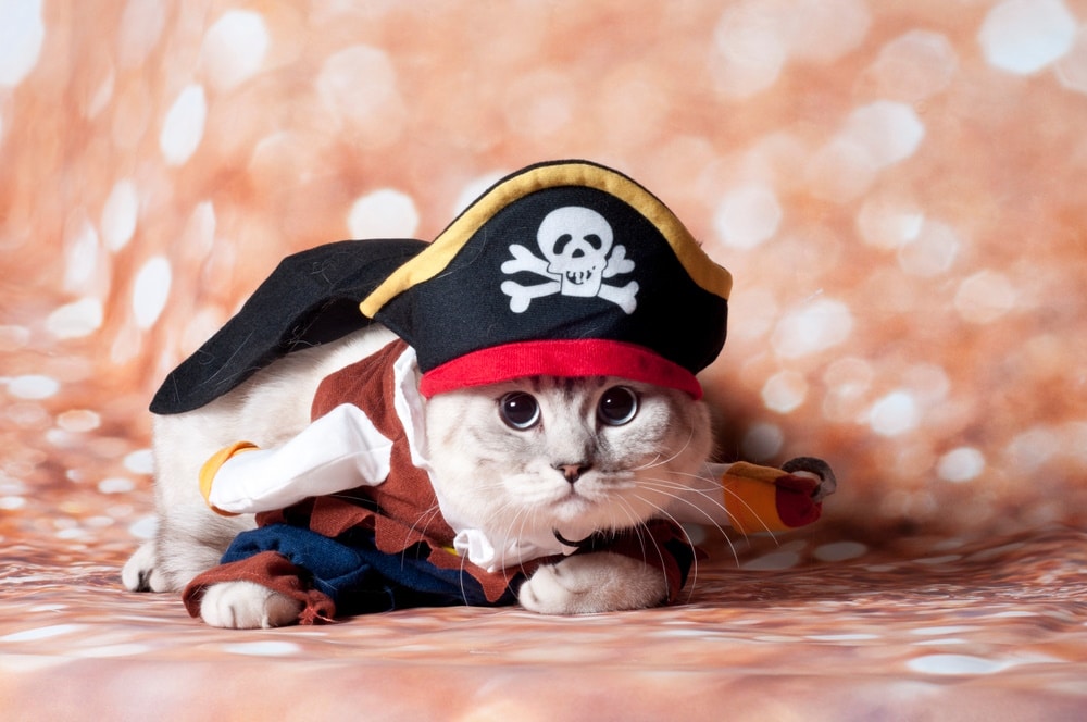 National Meow Like a Pirate Day 2026: When & How to Celebrate