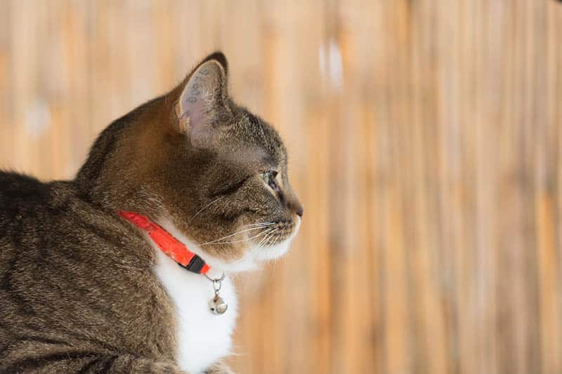 Should Cats Wear Collars? Our Vet Answers Explains the Pros & Cons