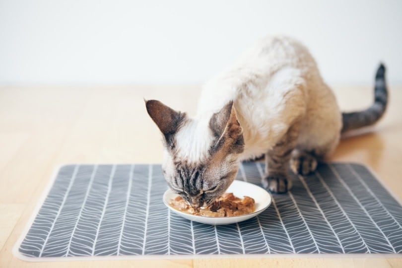 Do Cats Poop Less on Wet Food? 3 Ways to Get Your Cat to Poop Less