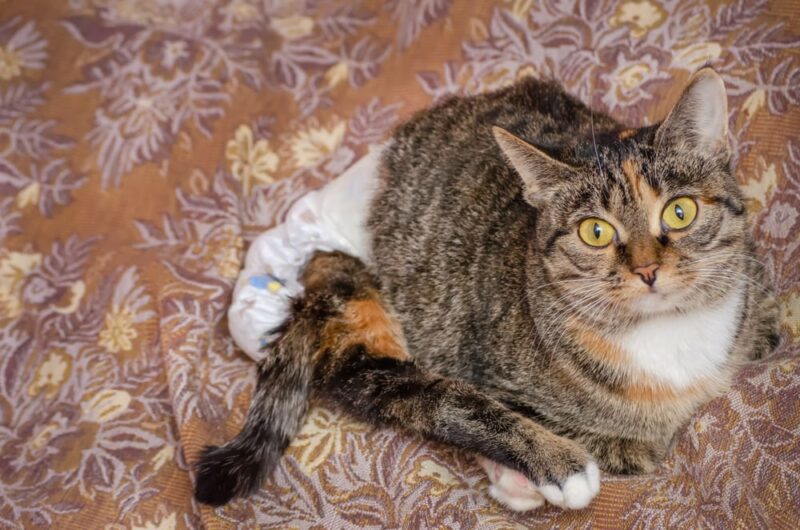 Cat Spinal Injury: Signs, Causes & Treatments (Vet Answer)