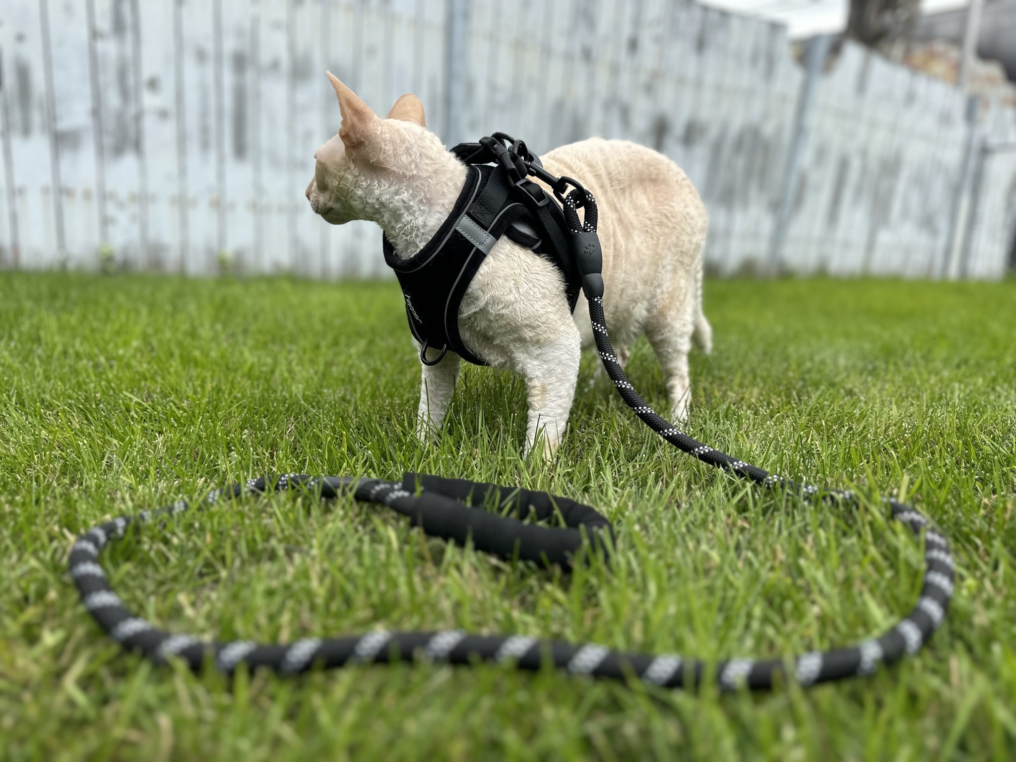 9 Best Kitten Harnesses in 2026 - Reviews & Top Picks