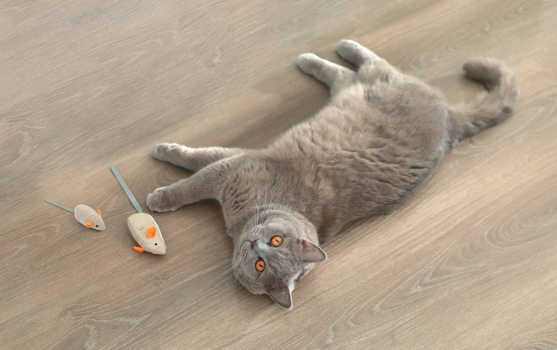 8 Best Eco-Friendly Cat Toys in 2026: Reviews & Top Picks