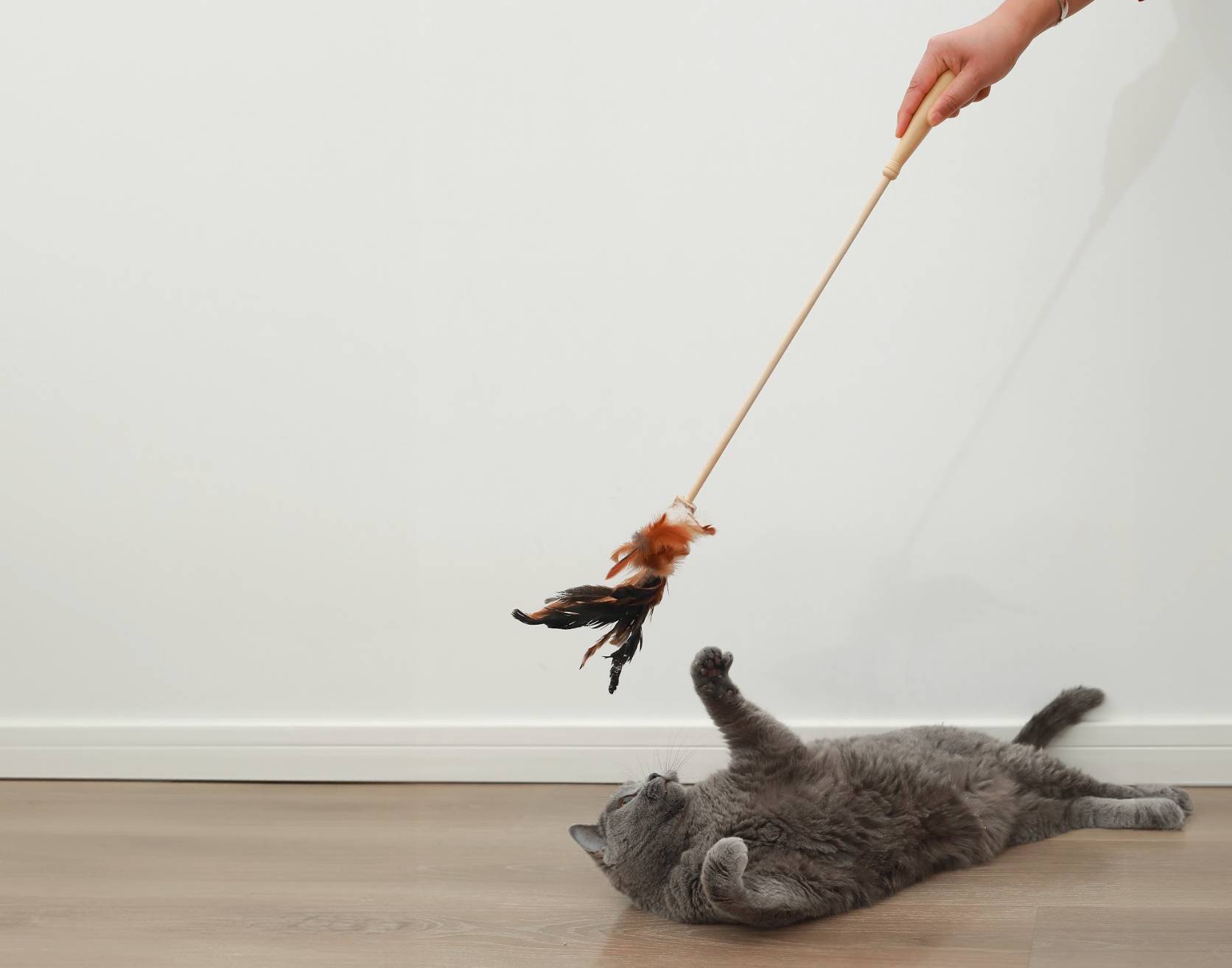 10 Best Cat Feather Wand Toys in 2026 - Reviews & Top Picks