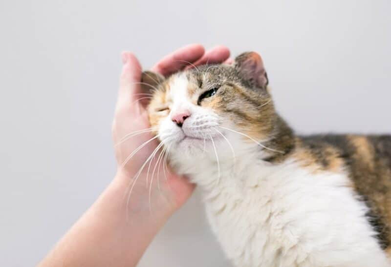 Why Do Cats Like Their Ears Rubbed? 5 Vet Reviewed Reasons