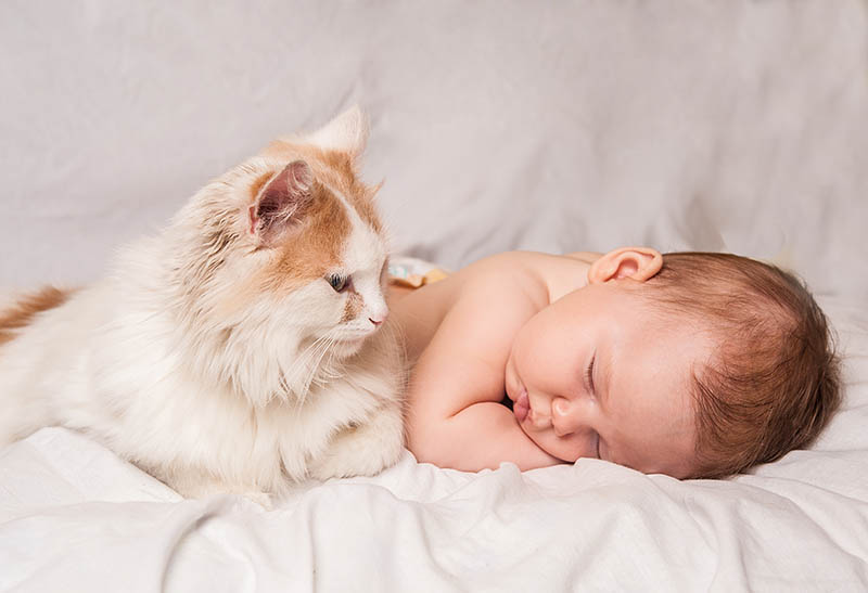 Can Cats Tell What a Human Baby Is? Vet-Verified Information