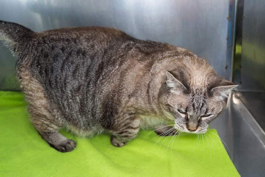 How Do I Help My Cat With Arthritis? 10 Vet-Approved Home Care Tips