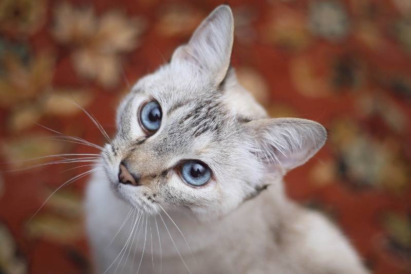 How to Keep Your Cat’s Eyes Healthy: Vet-Approved Guide