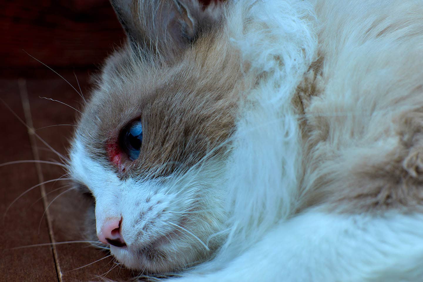 How To Clean A Cat's Wound - 7 Vet Approved Steps