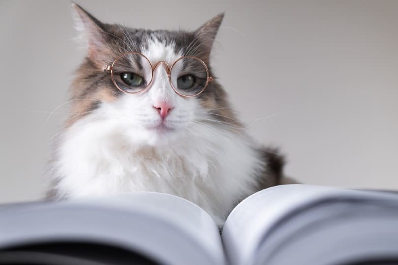 Are Cats Smarter Than Dogs? Vet-Verified Facts & Intelligence Explained