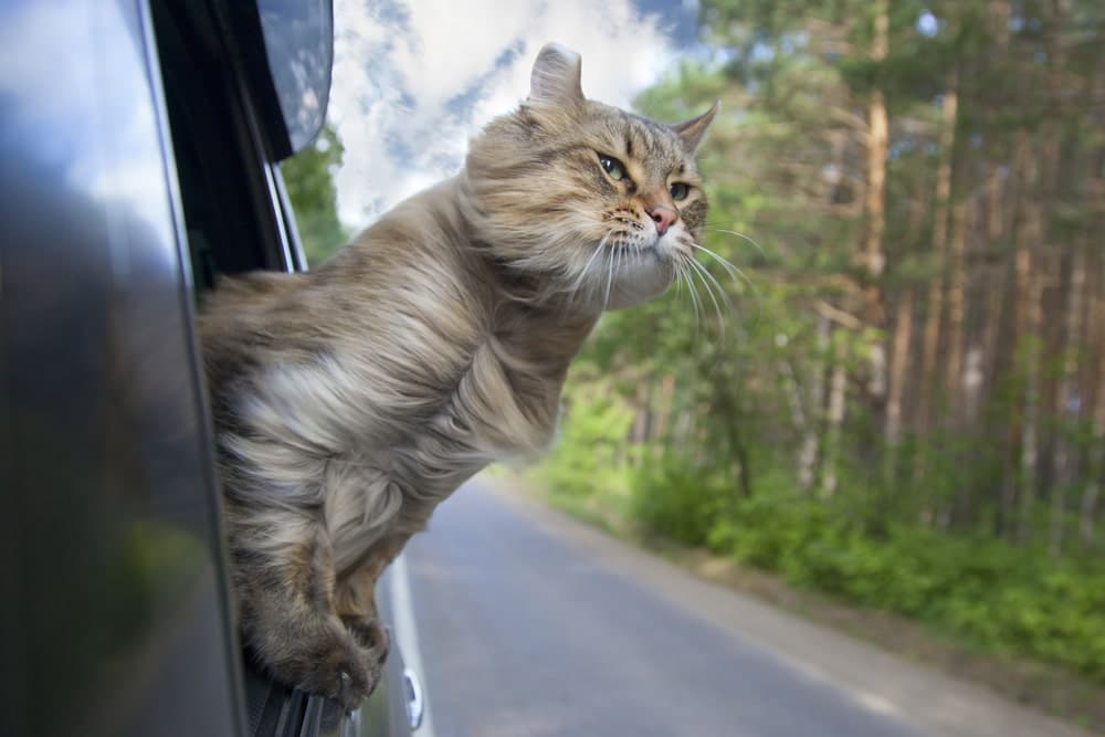 Why Is My Cat Panting in the Car? 5 Vet-Reviewed Reasons