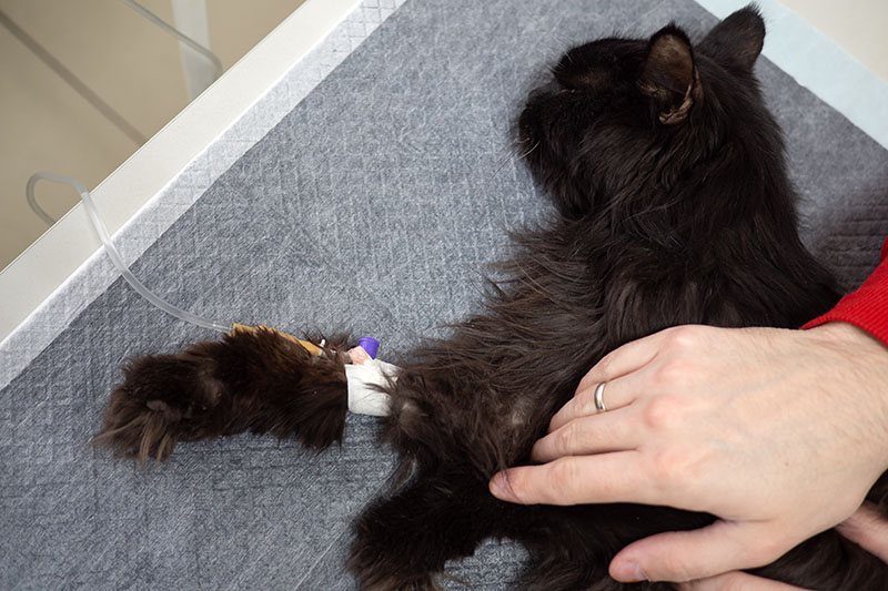 Should I Euthanize My Cat With Diabetes? Vet-Reviewed Facts & FAQ