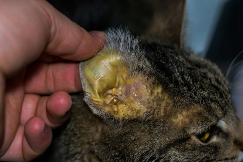 Jaundice in Cats (Vet Answer): Signs, Causes & Care