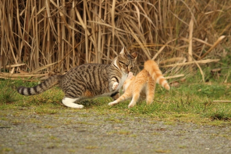 Is It True That Male Cats Kill Kittens? Vet-Reviewed Behavior Explanation