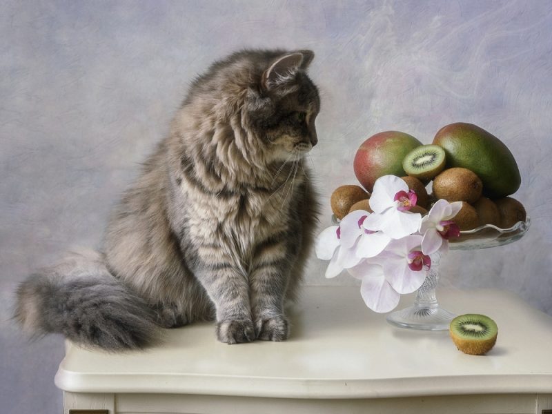 cat with kiwi and papaya