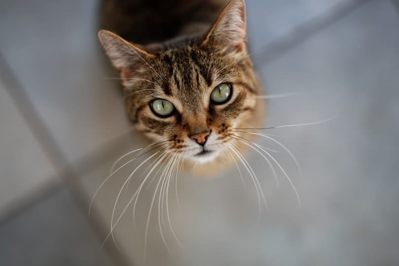 Longest Cat Whiskers in the World: 2026 Record Holders