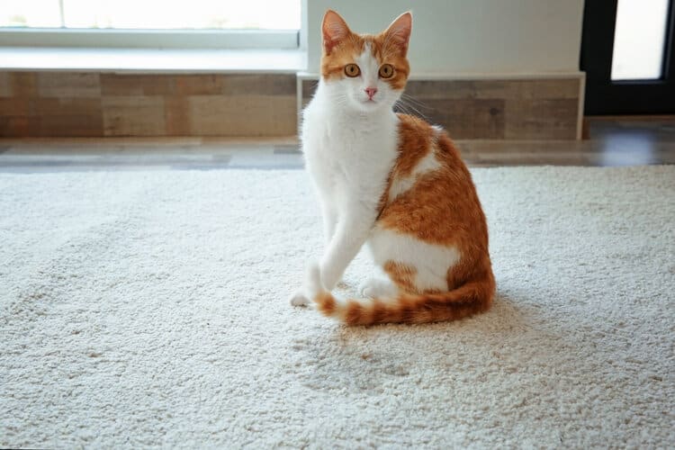 Why Is My Cat Peeing on the Carpet & How to Stop It: 7 Vet-Approved Reasons